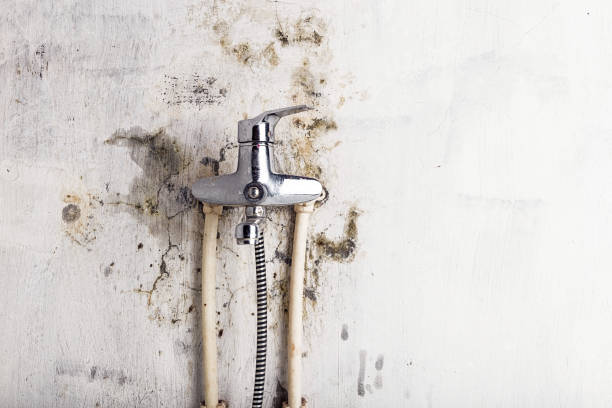 Best Residential Mold Removal  in Raleigh, NC