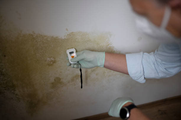 Best Mold Remediation  in Raleigh, NC