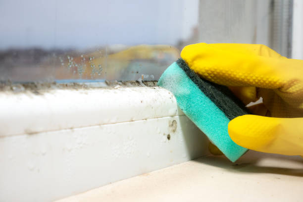  Raleigh, NC Mold Removal Pros