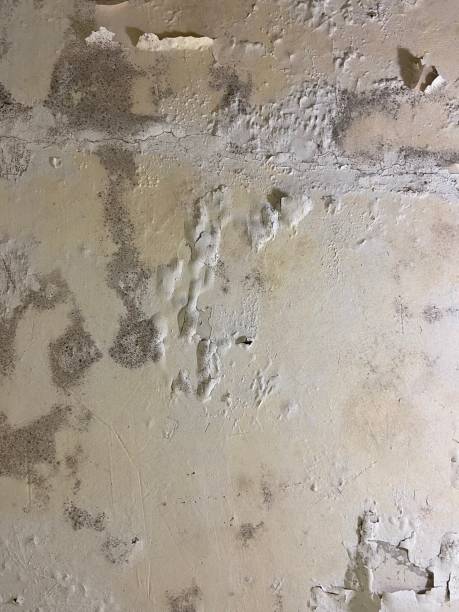 Best Mold Testing  in Raleigh, NC