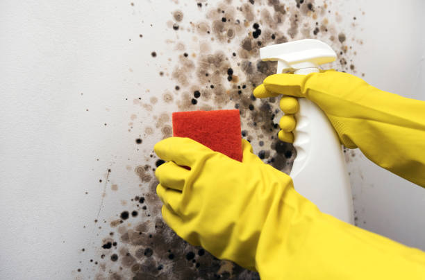 Best Office Mold Removal Services  in Raleigh, NC