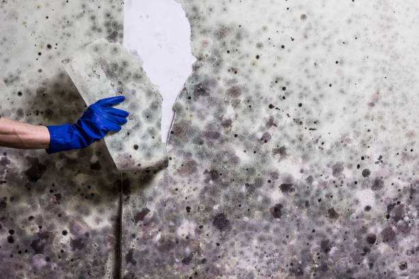 Reliable Raleigh, NC Mold Removal Solutions